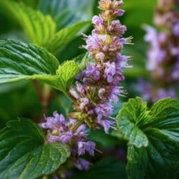 Overhead View of Flowering Patchouli Plant: Pogostemon Cablin in Aromatherapy and Herbal Medicine