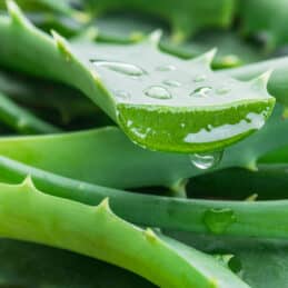 Aloe vera