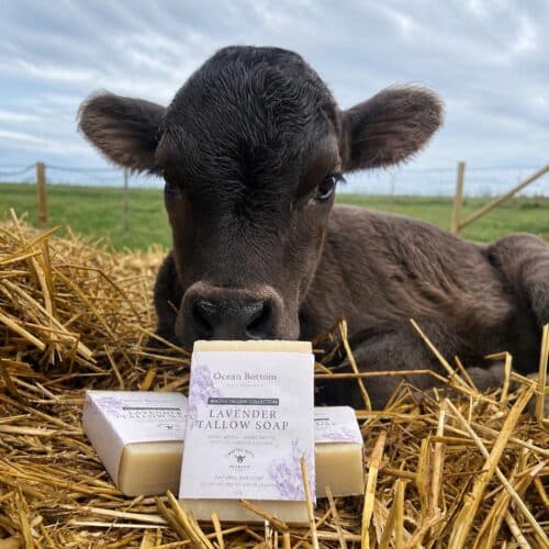 Lavender Tallow Soap with Wagyu Cow